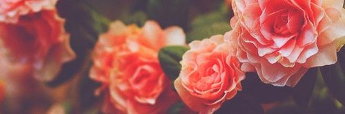 stlabelladonna's profile banner image