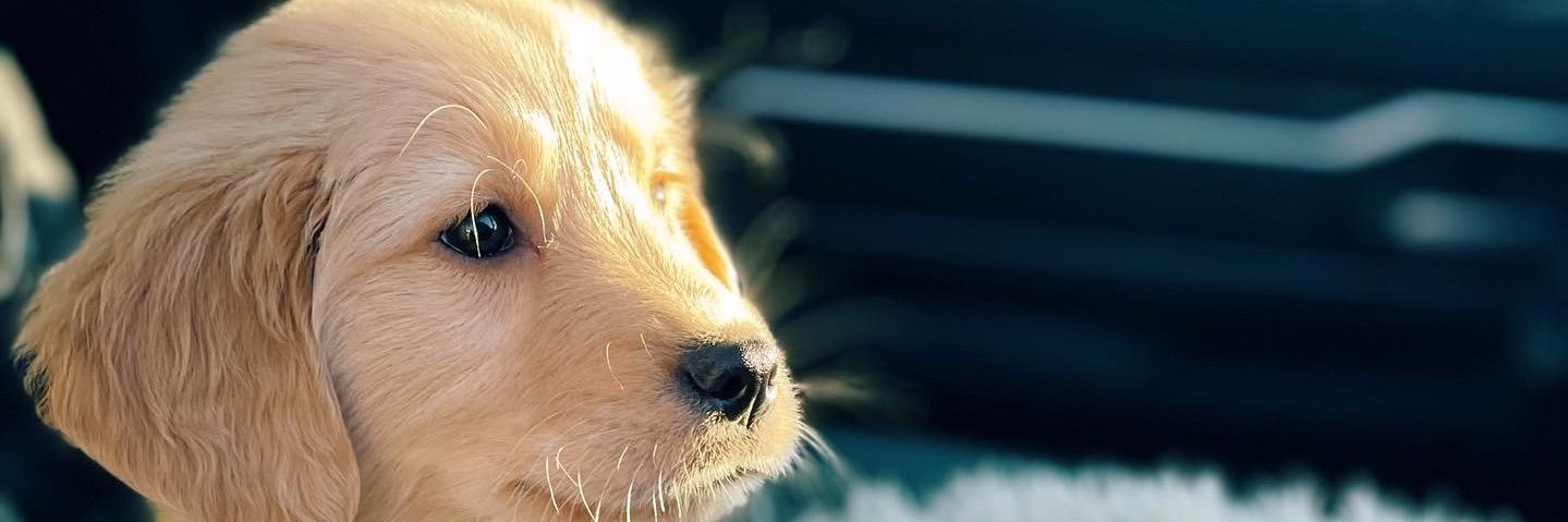 LilDel_'s profile banner image