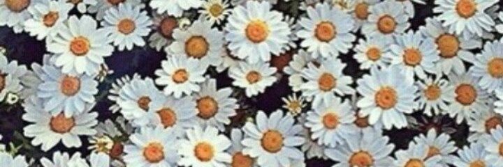 doffocarlota's profile banner image