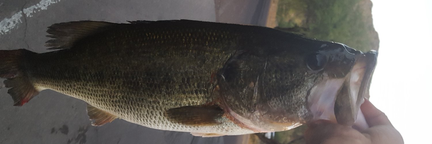 BassFinatic62's profile banner image