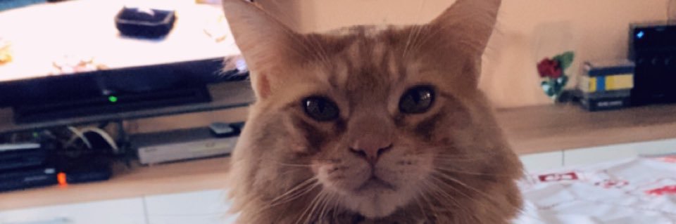 Laurawary's profile banner image
