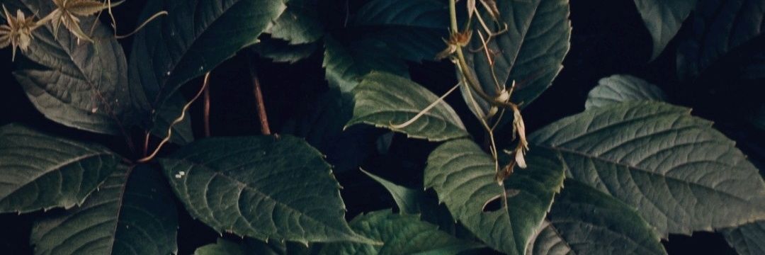 Shksbr's profile banner image