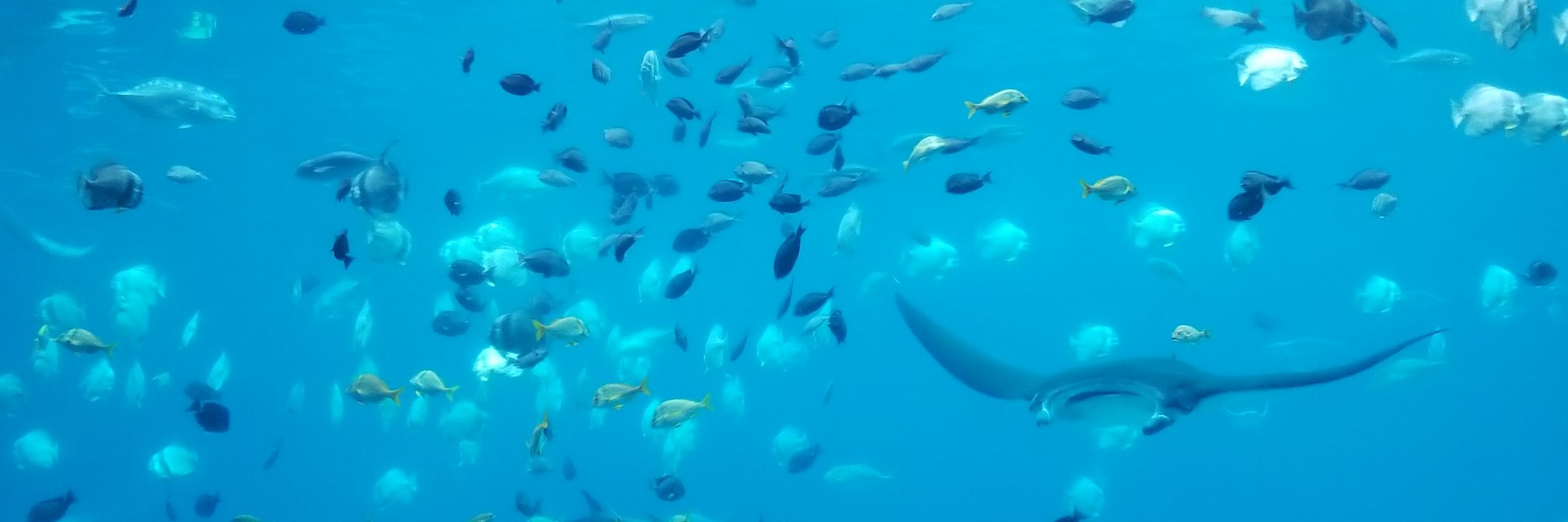 J.Cooper, MLS 👩🏾‍🏫❤📖 banner