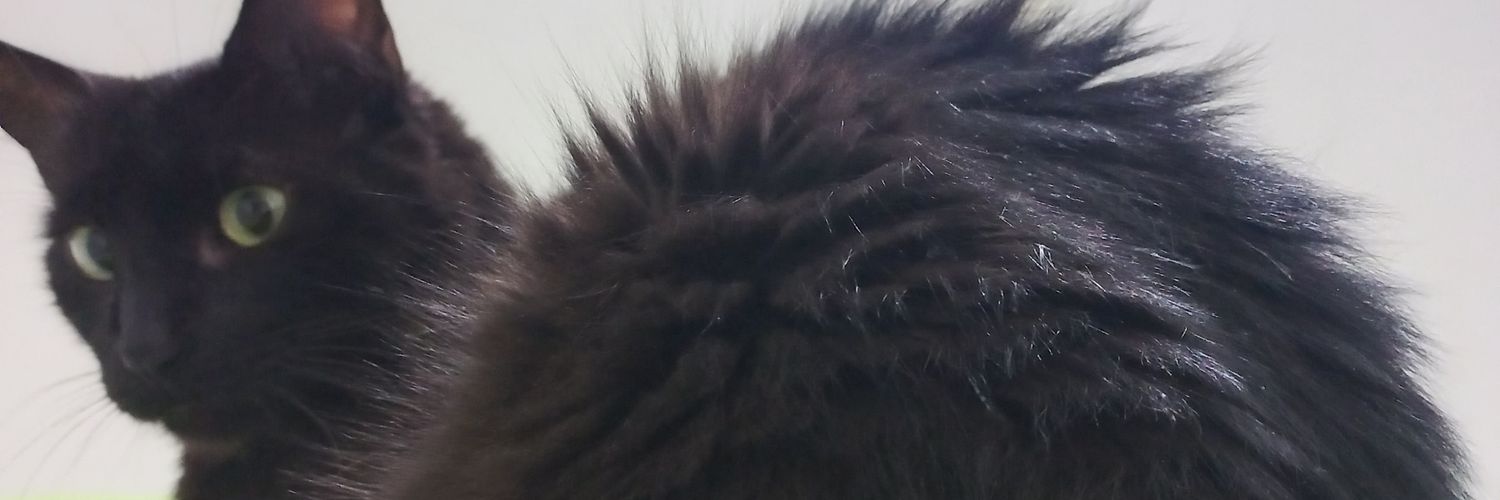 Anievesa05's profile banner image