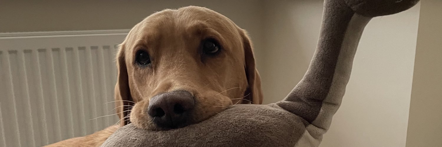 darcy_lancaster's profile banner image