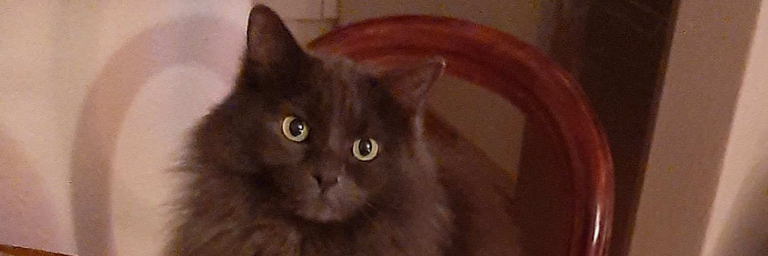 lorrayne5282's profile banner image