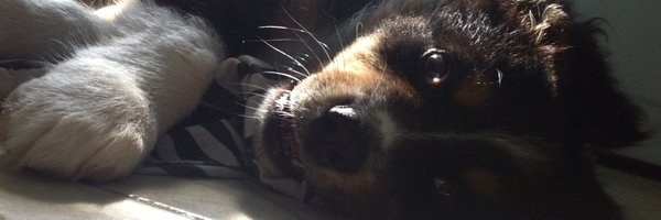 Bodhihodi Profile Banner