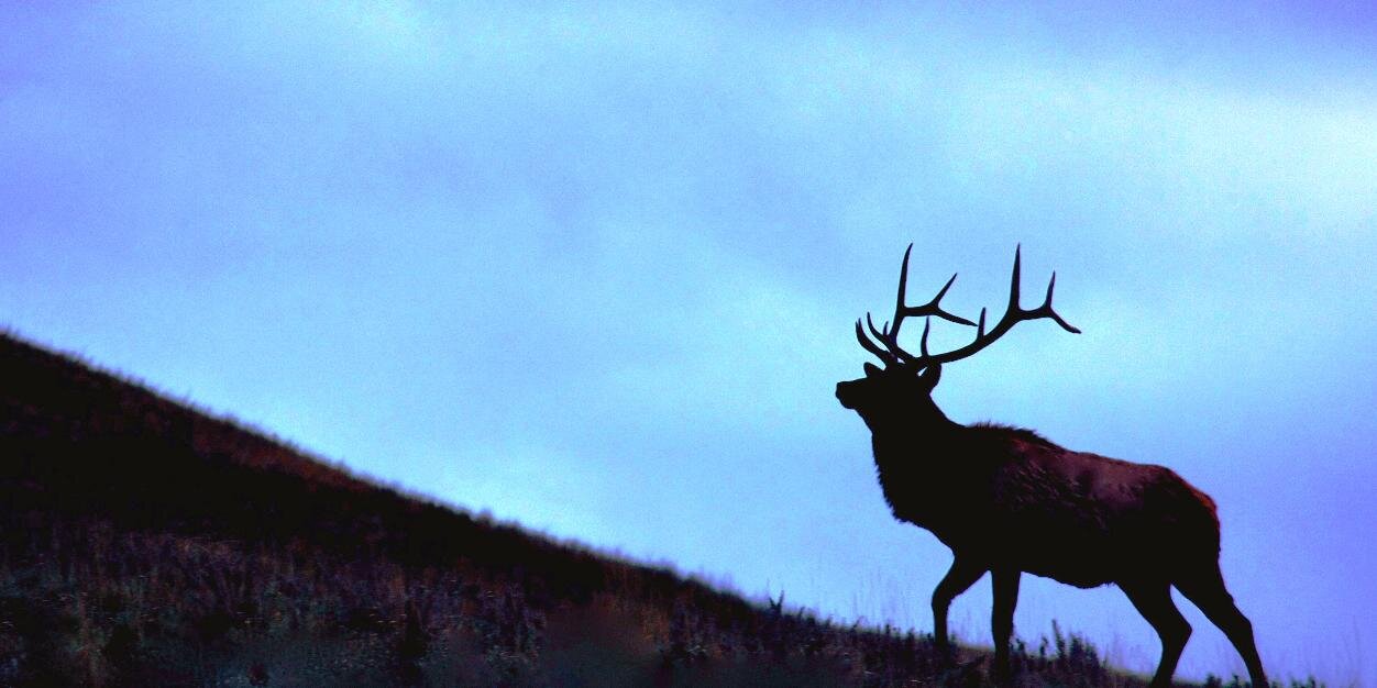 Elk_Advisor's profile banner image