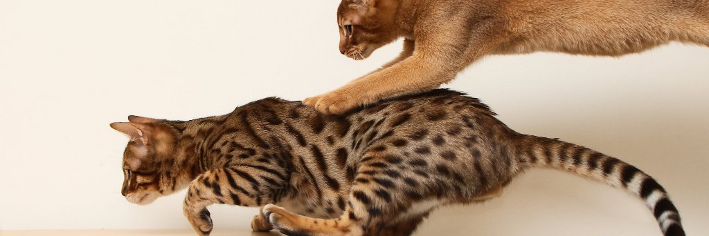 FelineBehaviour's profile banner image