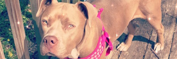 _PrettyPooch's profile banner image