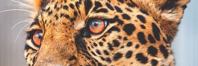 Pako_Emme's profile banner image