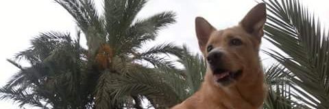 ivanelx79's profile banner image