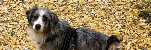 sinatraa Profile Banner