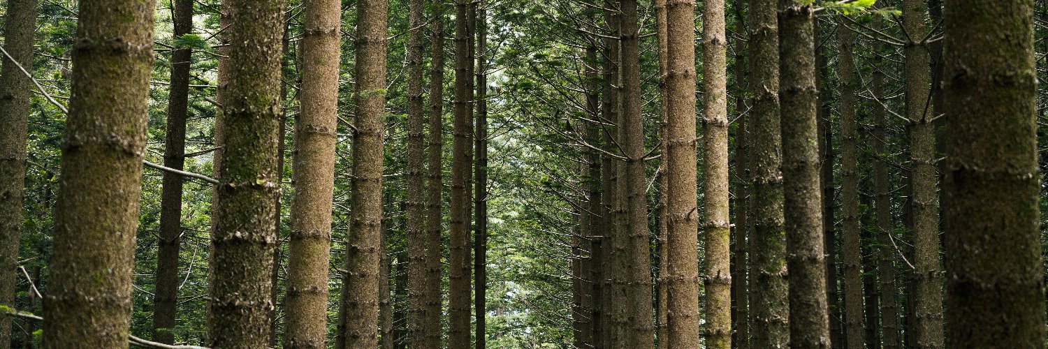 El Bunya banner