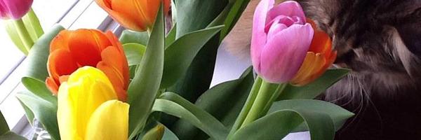Cforde_litagent Profile Banner