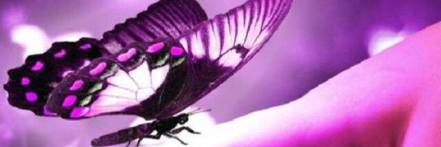 laurarpaez's profile banner image
