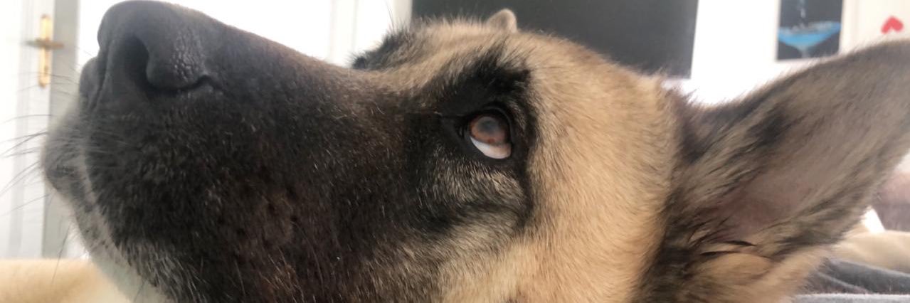 RandySabino's profile banner image