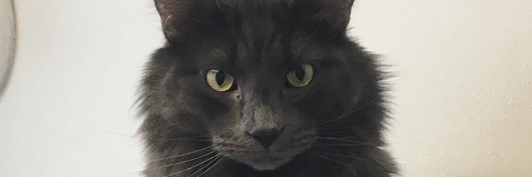 MittensLittle's profile banner image