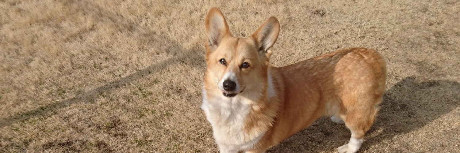 kei …^._.^ฅ🐾ｺｷﾞlove banner