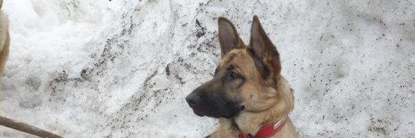 David Morella banner