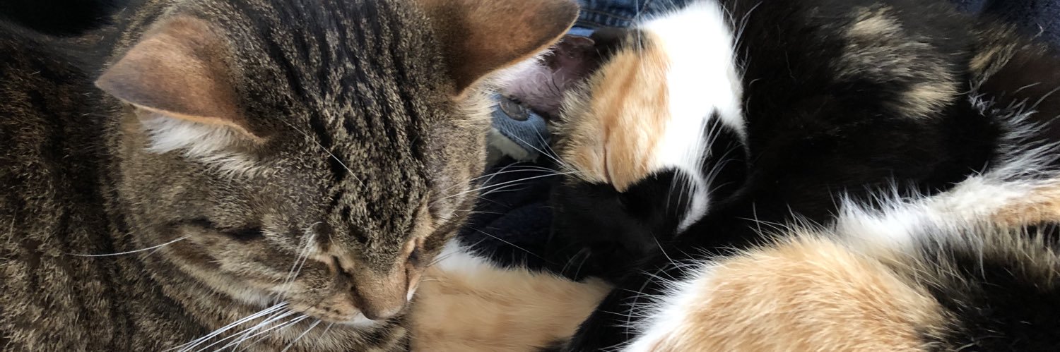 Opencecily's profile banner image
