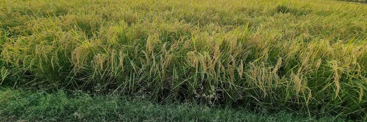 विक्की पलंबर banner