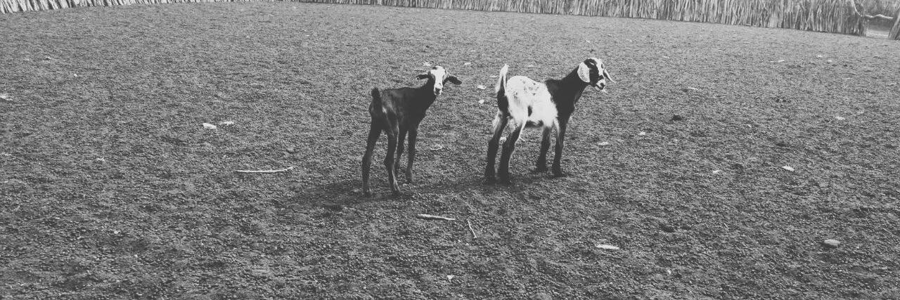 Stefano DiCristofaro banner