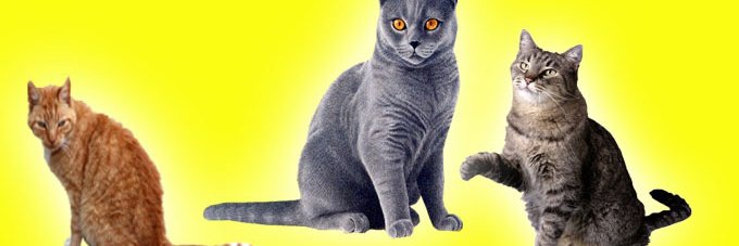 WoodrowWhyte's profile banner image