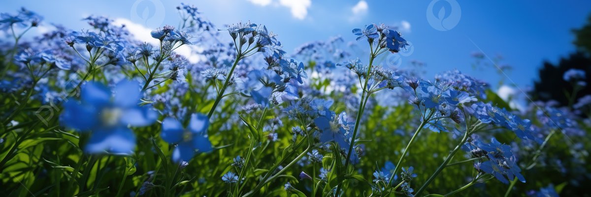 Tcia's profile banner image