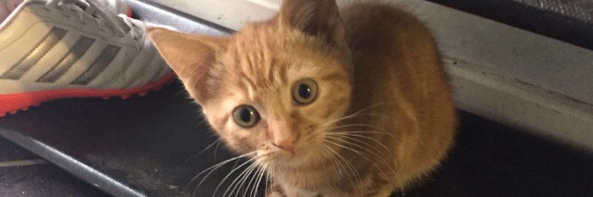 game_andy's profile banner image