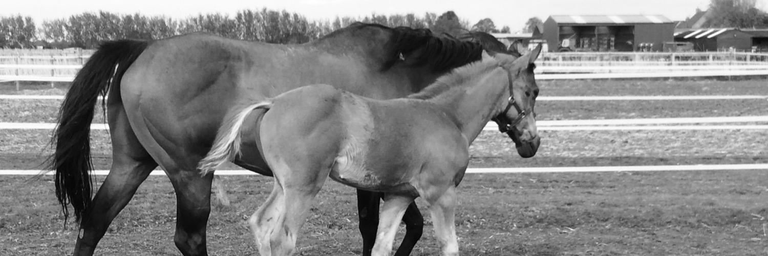 Ferdlant Stud banner