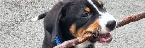 Adikbay - Citoyen en macronie subie (⬆️chaussette) banner