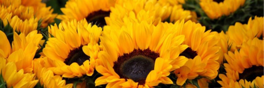 brittanyMiddle_'s profile banner image