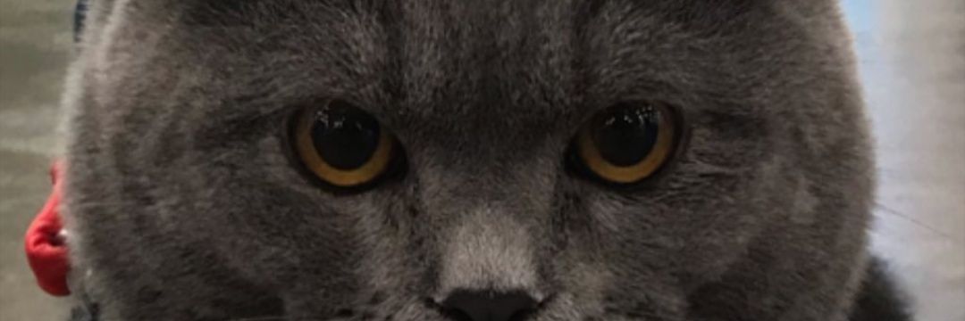 abelle____'s profile banner image
