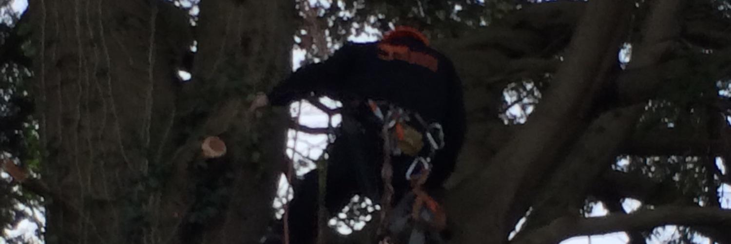 South Wales Tree Services banner
