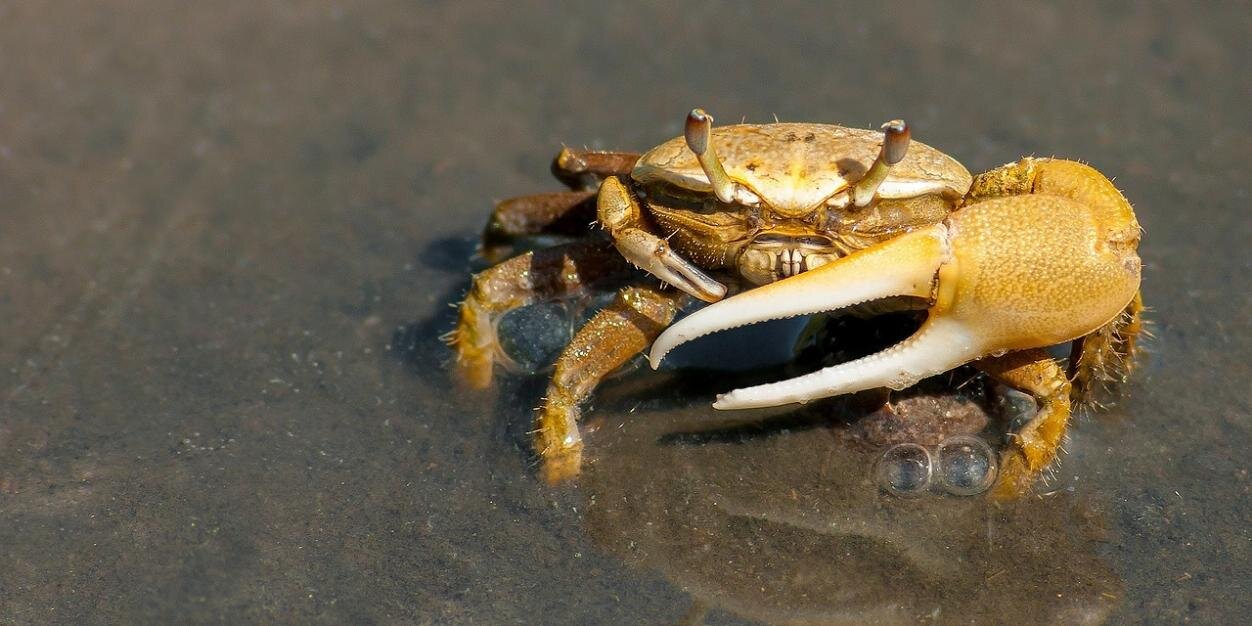 HackCrab's profile banner image