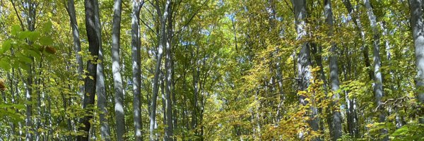 paulovalim Profile Banner