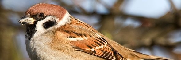 “Mrs T”🌲🍂Basil & Mia 😺😺 banner