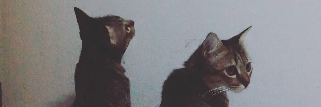 meowmoewchan's profile banner image