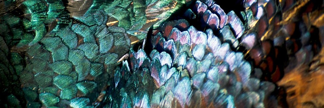 Joursdechasse banner