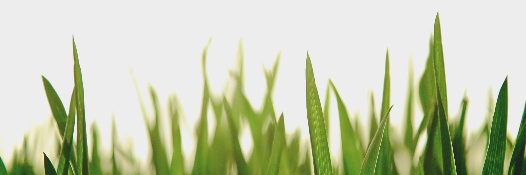 Dvorah Graeser banner