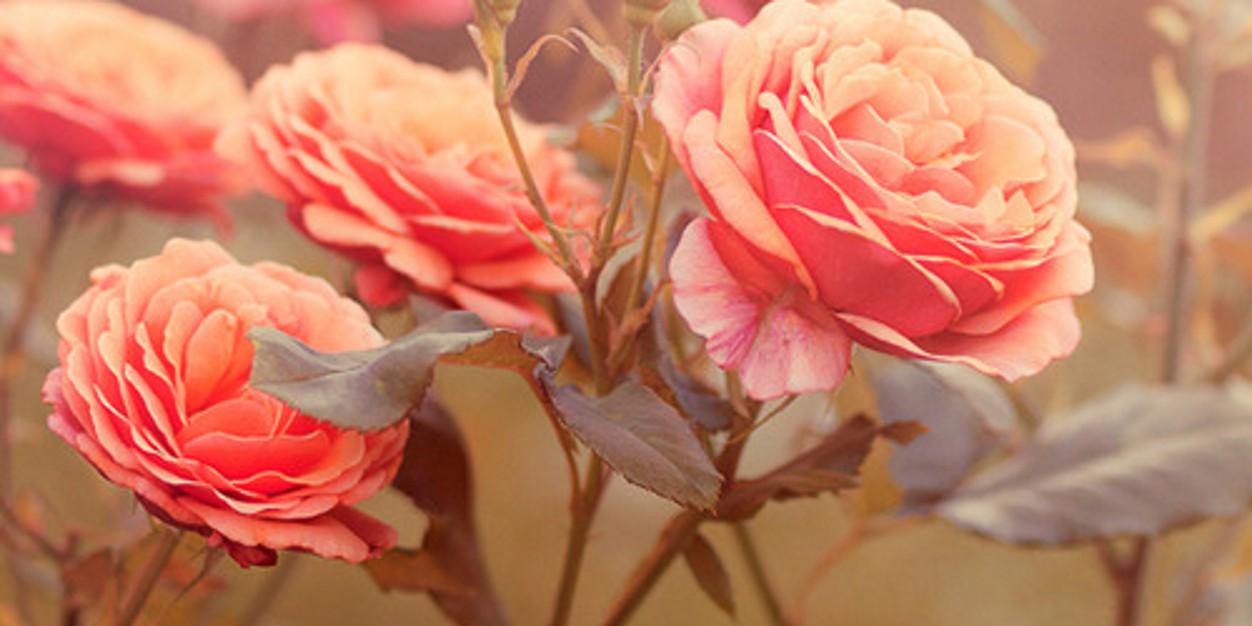 Valenmoretta's profile banner image