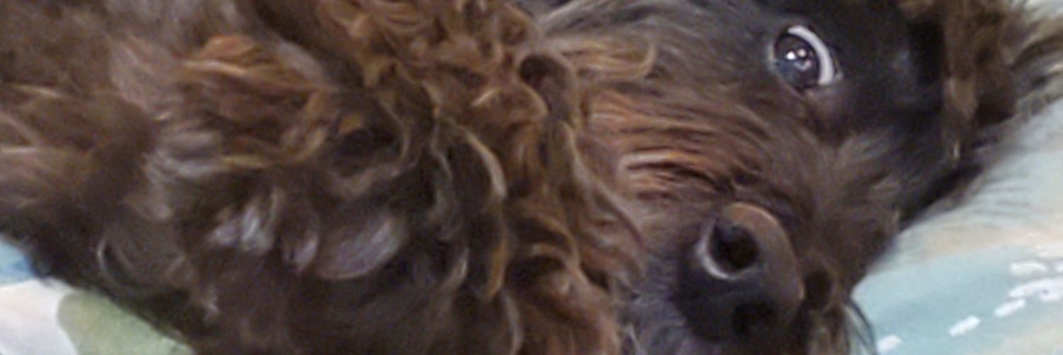 MicheleSchmidt0's profile banner image