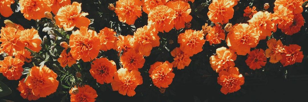 RonjaCherry's profile banner image