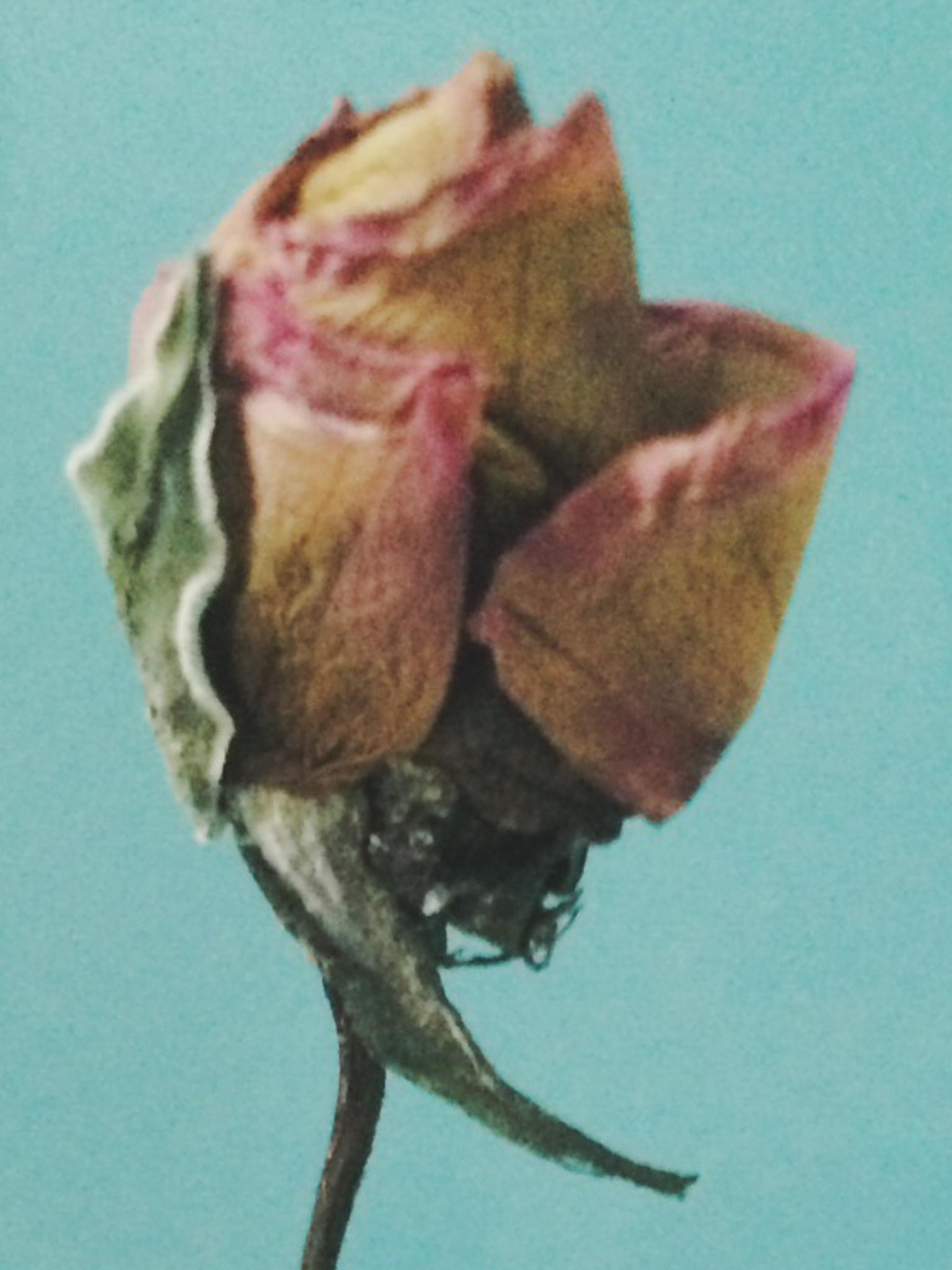 Aisynorma's profile banner image