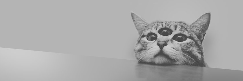 KiskaZilla's profile banner image