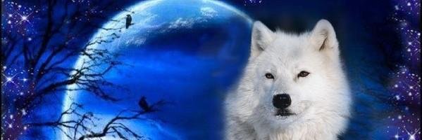 Chestnut_J's profile banner image