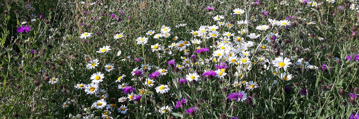 Jen W 🇪🇺 🇬🇧🦔🐕🐈‍⬛🌳🕊🇦🇫 🇺🇦 🇨🇿 🐠 banner