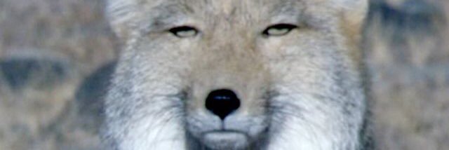 manulcat1994's profile banner image