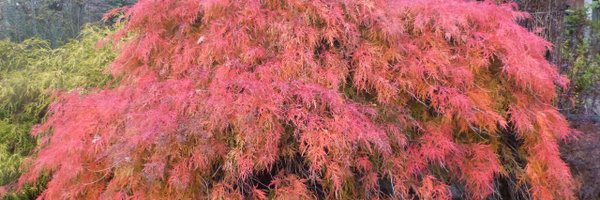 JennyTurpin2 Profile Banner